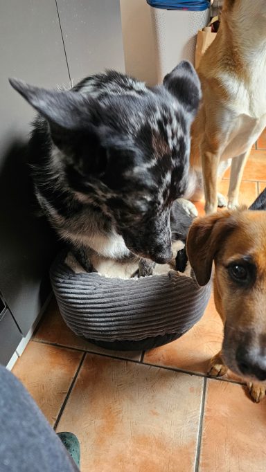 Foxy braucht nicht viel Platz :)